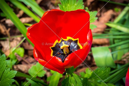 close up of a red tulip with green plant background