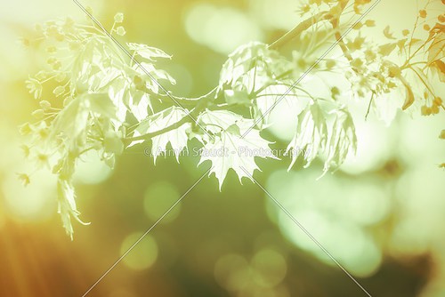 closeup of a maple branch with light leafs
