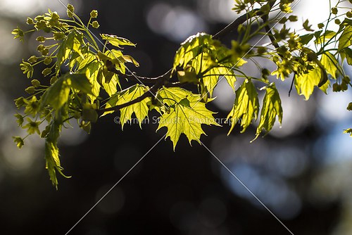 closeup of a marple branch with light leafs