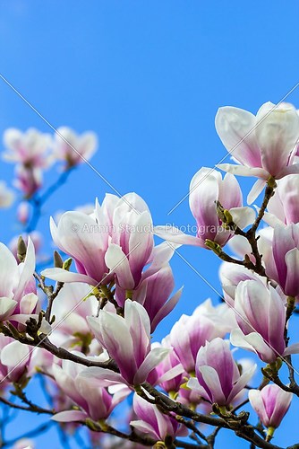 blooming magnoliaceae isolated on blue sky