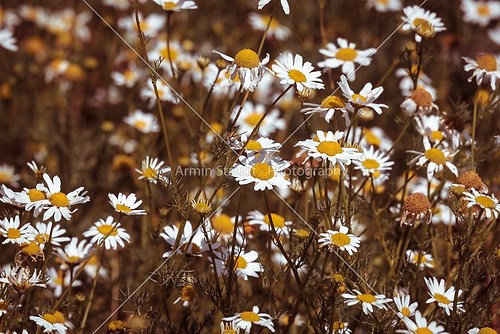 close up of a meadow with camomiles, with vintage color filter