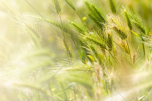 detail of a green spring wheat field, with some blurred ears