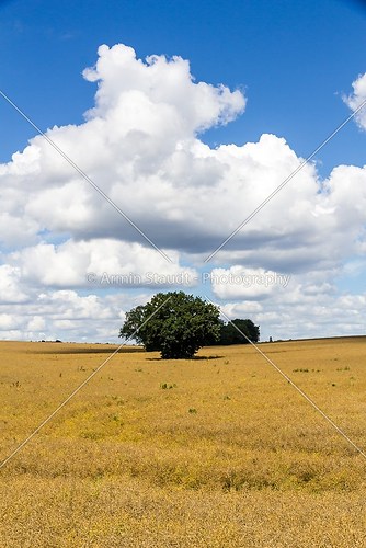 summer landscape with dark tree in a field