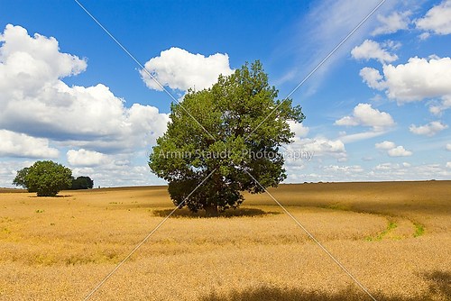 Oak in a field of rapeseed