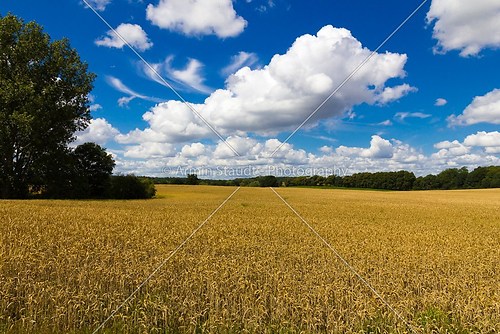 ripe wheat field with cloudy blue sky