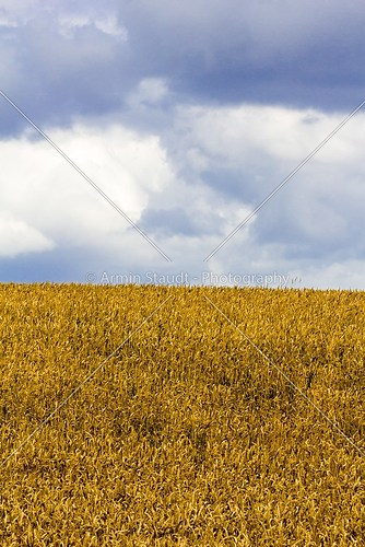 clipping of a wheat field with cloudy sky