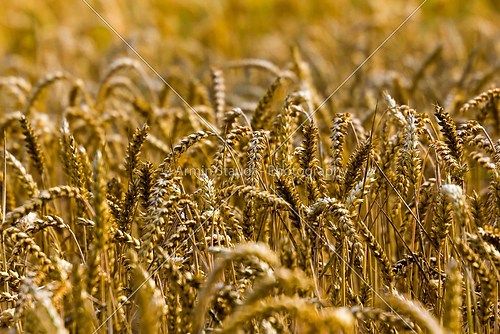 closeup of a wheat-field