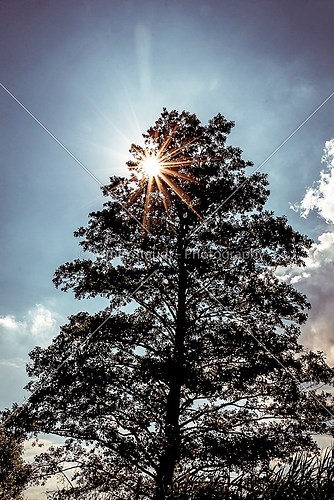 bright sun through a tree, vintage color filter