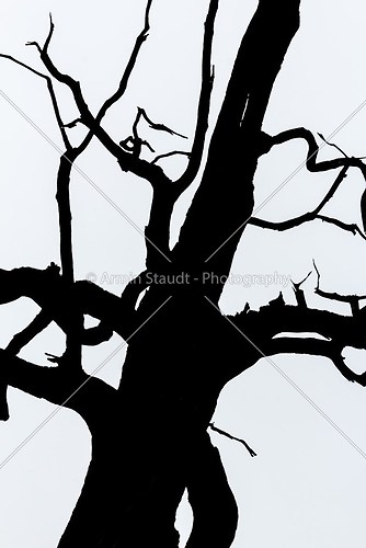 black and white  silhouette of tree detail-view