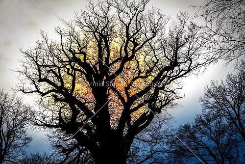 Silhouette of an oak against the sun