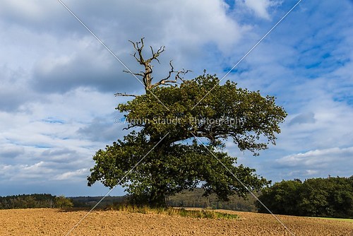 thousand year old oak in between a field