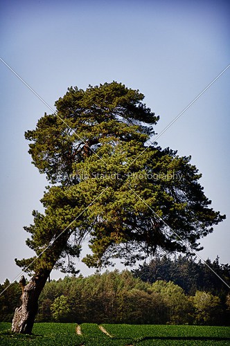 Sloped pine tree on a green field
