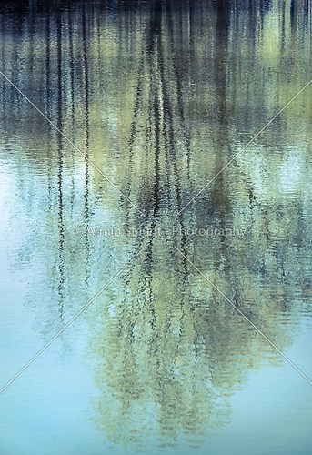 Mirroring of trees in water, vintage color filter