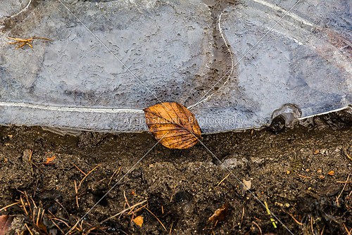 single leaf laying on a  ice floe