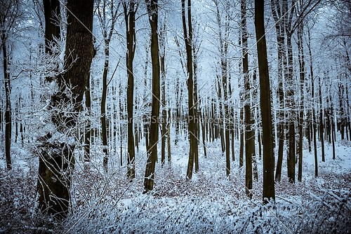 silent winter forest