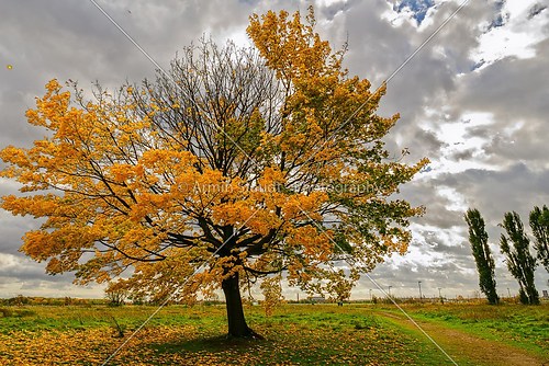 a sloped tree in autumn with dramatic sky