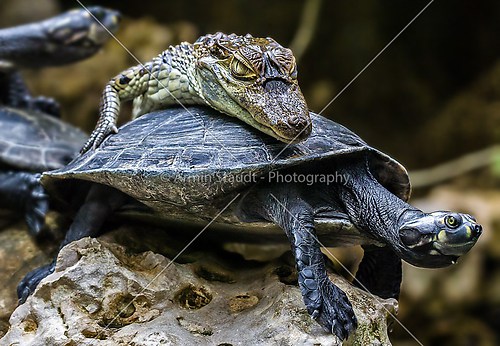 baby-crocodile  riding a tortoise