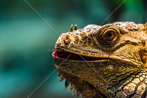 Leguan portrait closeup