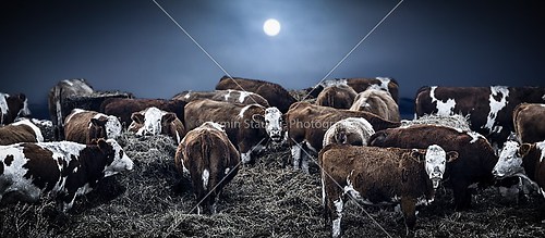 group of bovines in deep winter