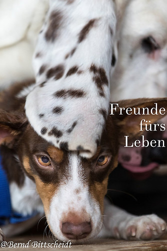Freunde fürs Leben