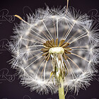 Makro - Stadt-Land-See