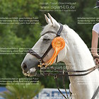 Siegerehrung 25. Springprfg. Kl. M