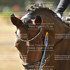 Siegerehrung 01. Dressurreiter-WB