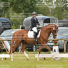 Reiter-WB 14.1 (Schritt-Trab-Galopp)