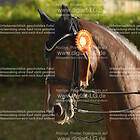 Siegerehrung 11. Dressurprfg. Kl. M