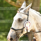 Siegerehrung 25. Springprfg. KL L