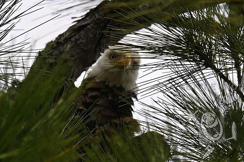 Momma Eagle discovering us