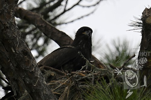 Baby Eagle 
