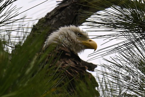 Mom Eagle in the rain