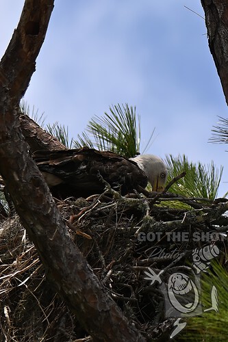 Momma feeding the baby