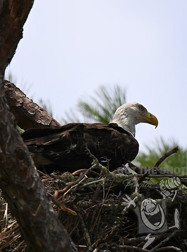 Guarding the nest