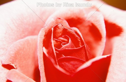 01_The_Rose