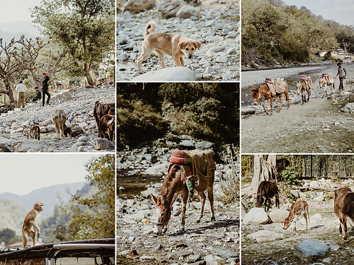 Reisefotografie - Indien - Tiere