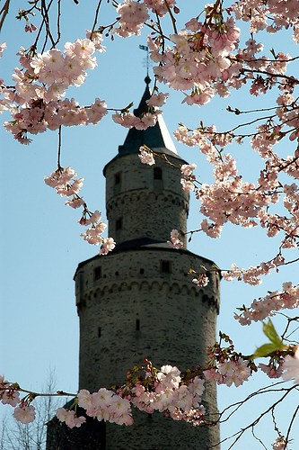 Idstein Hexenturm durch Blüten FRUEHLING 2005