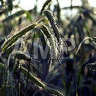 LANDWIRTSCHAFT