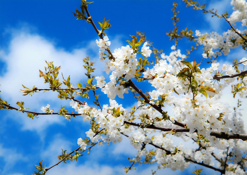 Cherry blossoms (Cherry blossoms) | Cherry blossoms low angle view against sunny cloudy sky | flower, nature, springtime, growth, beauty in nature, fruit, tree, white color, blossom, freshness, branches, in bloom, fragility, twig, sky, cherry blossoms, no people, outdoors, low angle view, sunlight