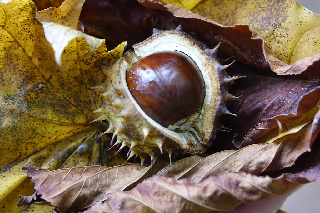 Chestnut  (Chestnut) | Close up chestnut view with autumn leaves  | chestnut, close up, leaves, brown, autumn, no people, monochrome