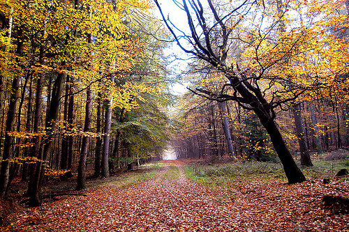 Colourful autumn forest (Colourful autumn forest)