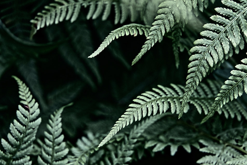 Fern (Fern) | Fern branches | nature, plants, fern, tranquil scene, calm, leaf, no people, outdoors, branch, close-up, day, daylight, beauty in nature