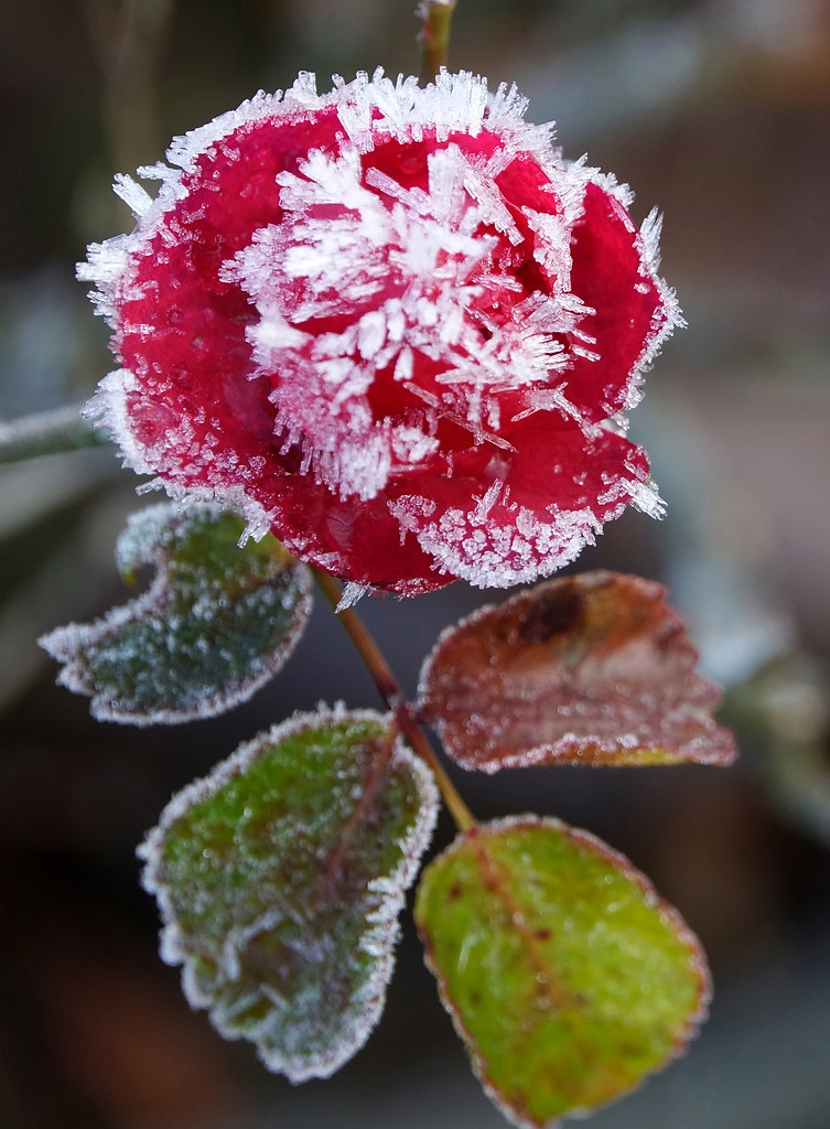 Frozen Rose (Frozen Rose) | Fragility Rose frozen in nature | rose, frozen, nature, no people, close-up, red, flower, growth, freshness, beauty in nature, fragility, focus on foreground, blooming, flower head, petal, outdoors, plant