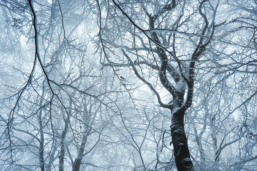 Magic forest (Magic forest) | Magical winter forest in a cold winter scene | branches, trees, winter, cold, calm, tranquil scene, no people, forest, low angle view, snow