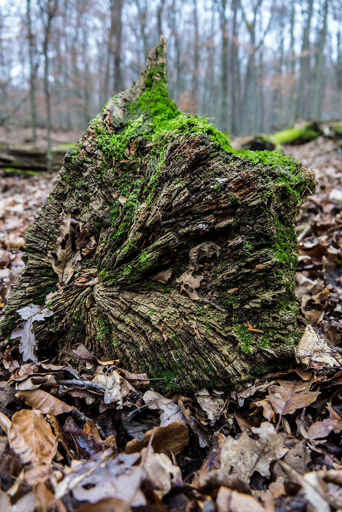 Moss covered I (Moss covered I) | Moss grows on the darker side of trees | nature, tree, forest, close-up, growth, no people, outdoors, textured, tree trunk, day, beauty in nature, branches, fragility, wooden