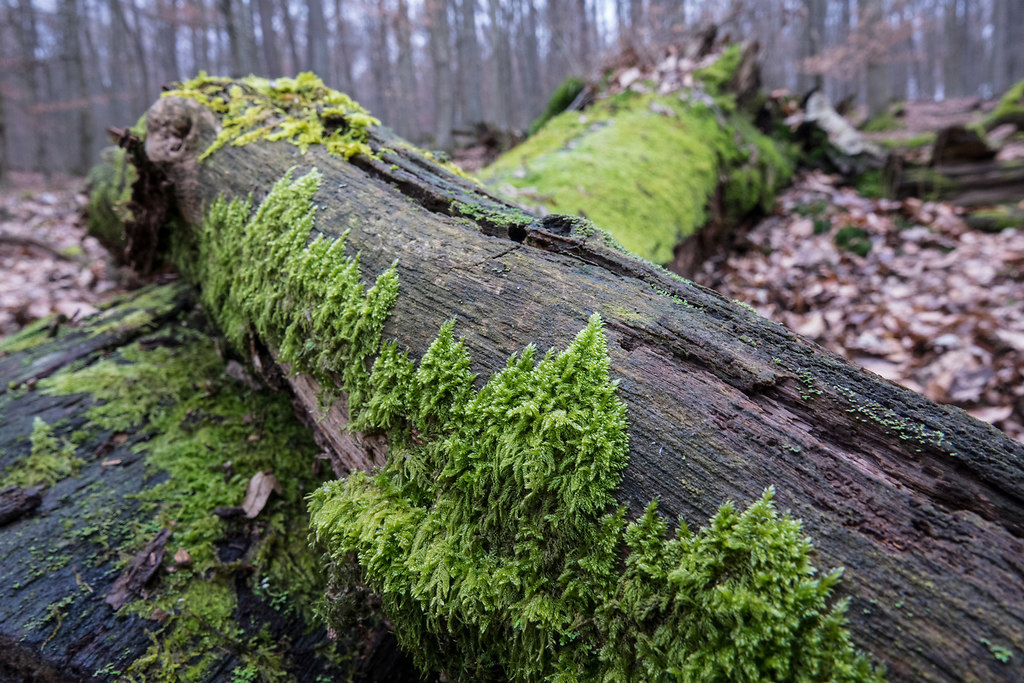 Moss covered II (Moss covered II) | Moss grows on the darker side of trees | nature, tree, forest, close-up, growth, no people, outdoors, textured, tree trunk, day, beauty in nature, branches, fragility, wooden