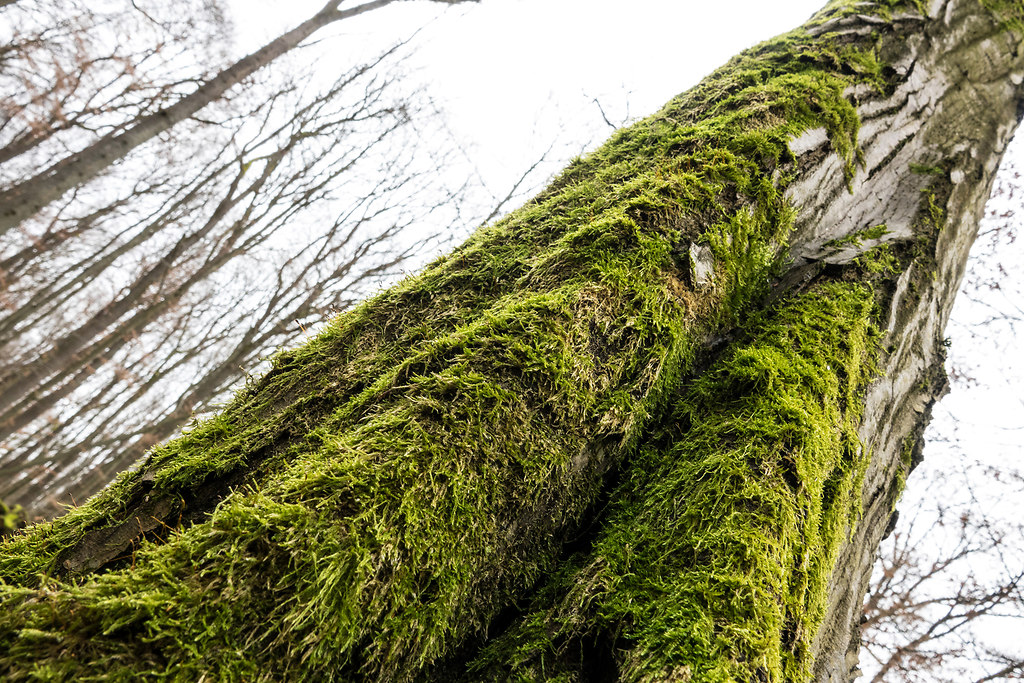 Moss covered V (Moss covered V) | Moss grows on the darker side of trees | nature, tree, forest, close-up, growth, no people, outdoors, textured, tree trunk, day, beauty in nature, branches, fragility, wooden