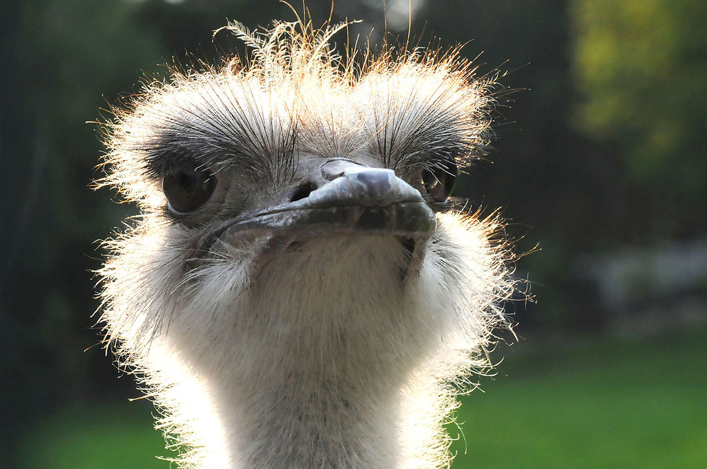 Ostrich (Ostrich) | Close up view of a african ostrich bird | ostrich, view, portrait, close up, no people, animal, eyes, bird, backlight, hair, beak