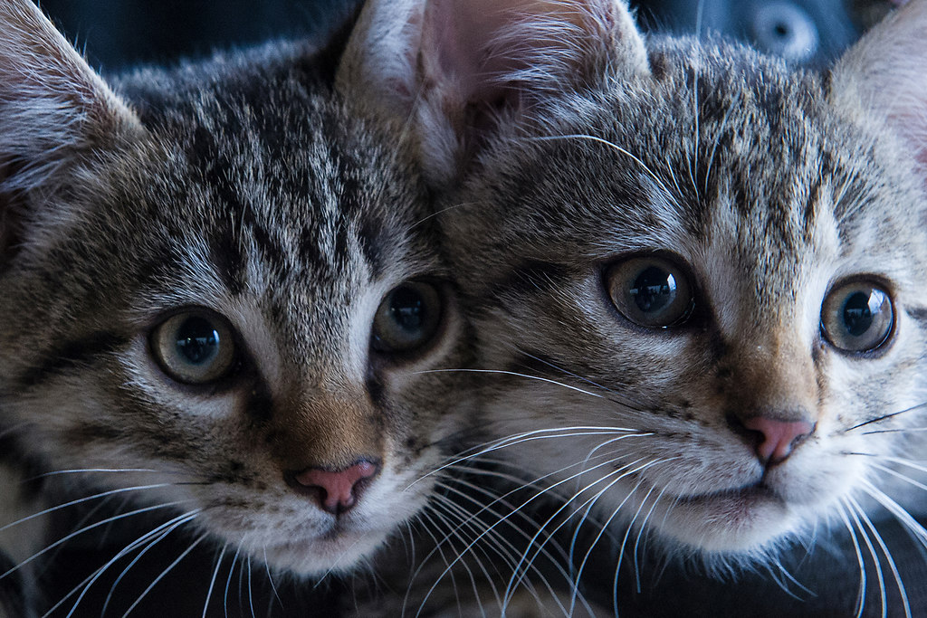 Sister Act (Sister Act) | two little kitties look curiously at the world | domestic Cat, animals themes, domestic animals, pets, mammal, feline, whisker, no people, close-up, animal eye, portrait, indoors, togetherness, cats